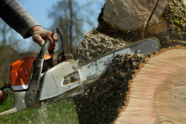 Residential Tree Removal in Shenandoah, VA